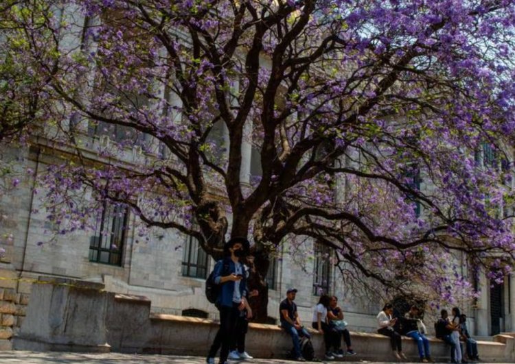 Florecen primeras jacarandas debido al cambio climático, CDMX