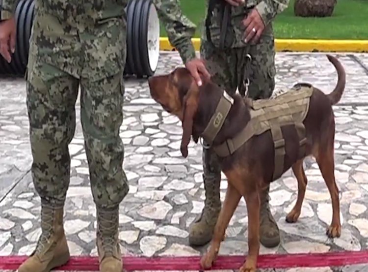 Jubilan a perrita Max, reconocida por ayudar en la captura de Rafael Caro Quintero