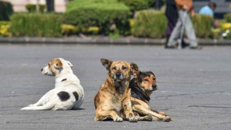 Proponen red mexiquense de veterinarias para animales de compañía y en situación de calle