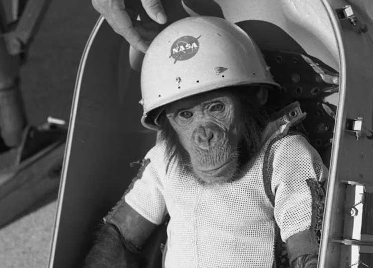 Hoy se conmemoran 63 años desde que Ham se convirtió en el primer primate en el espacio