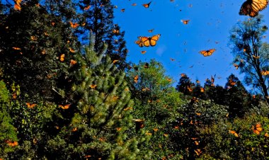 Científicos advierten disminución de la Mariposa Monarca