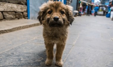 Otorgaron amparo en Guanajuato para evitar el sacrificio de perros y gatos abandonados