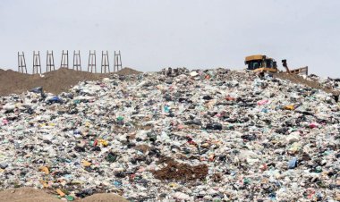 Buscan hogar para rescatar a más de 300 caninos que viven en basurero municipal