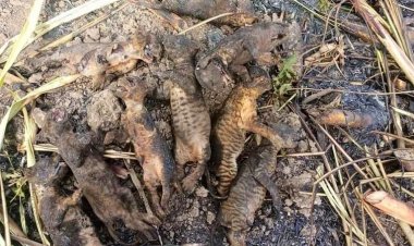 Localizan a nueve tigrillos calcinados en Tempoal en Veracruz