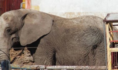 La Elefanta Susy abandonada en un corral de fierros viejos ahora será recibida en una reserva natural