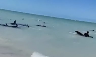 Aparcan ballenas “piloto” en la orilla de la playa en el puerto de Celestún, Yucatán