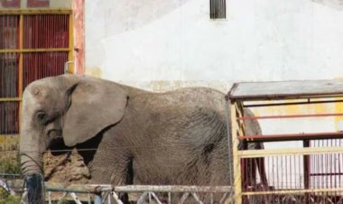 Rescatan a elefanta que se encontraba abandonada en un predio en Jalisco