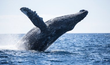 Ballena gris llega a Baja California Sur debido al cambio climático