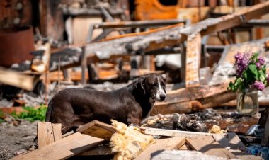 Asociación Mundial Veterinaria propuso plan de protección de animales en caso de desastres o conflictos armados