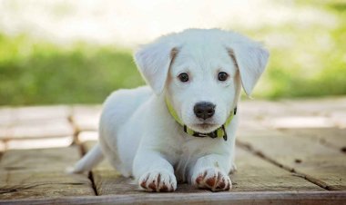 Se dará 36 horas de arresto a maltratadores de animales en Tabasco