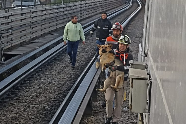 Rescatan a perrito que se encontraba descansando cerca de las vías del Metro de la Línea B