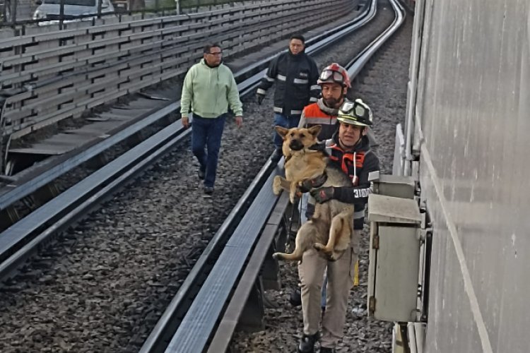 Rescatan a perrito que se encontraba descansando cerca de las vías del Metro de la Línea B