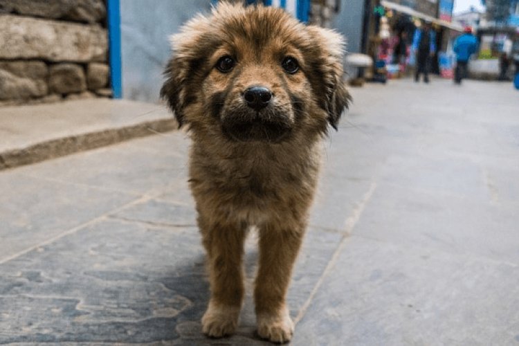 Otorgaron amparo en Guanajuato para evitar el sacrificio de perros y gatos abandonados