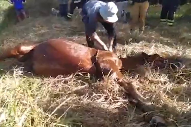 Autoridades rescataron a un caballo que cayó al canal de Xochimilco en la CDMX