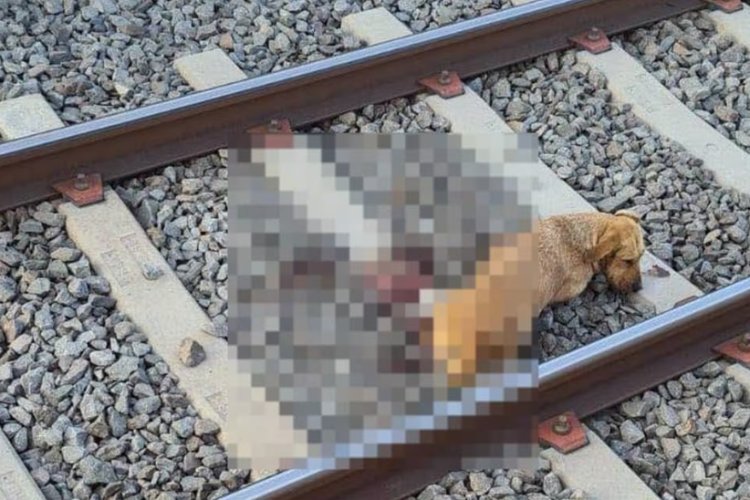 Perrito fue arrollado por tren de la L12 del Metro