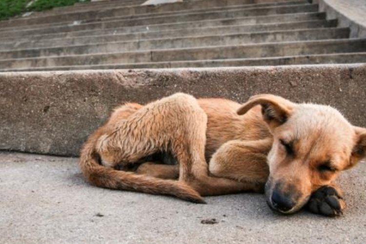 Se llevará a cabo marcha por la defensa de los animales en Nezahualcóyotl