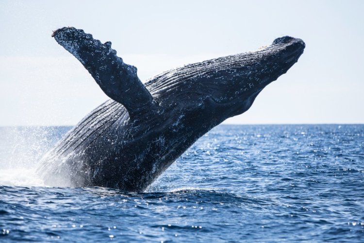 Ballena gris llega a Baja California Sur debido al cambio climático