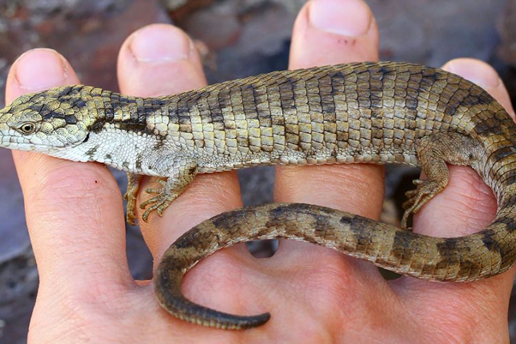 UNAM descubre lagartija en peligro de extinción en Chiapas