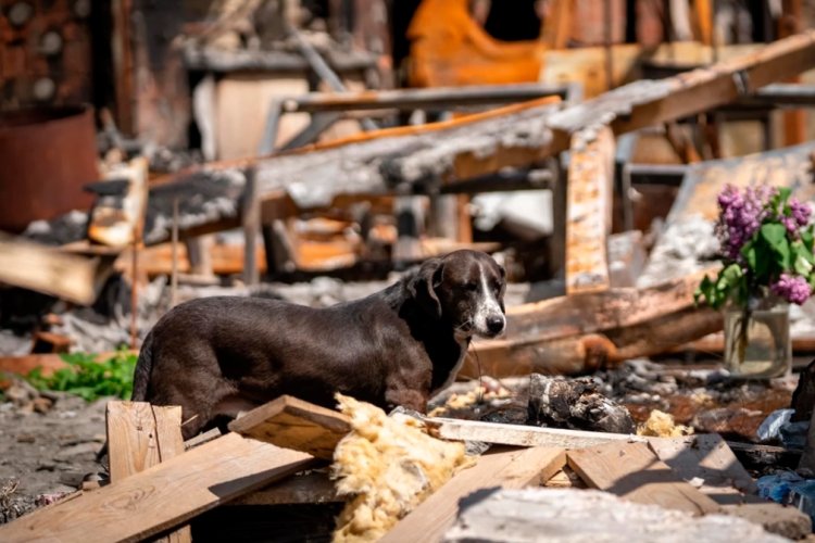 Asociación Mundial Veterinaria propuso plan de protección de animales en caso de desastres o conflictos armados