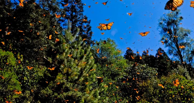 Científicos advierten disminución de la Mariposa Monarca