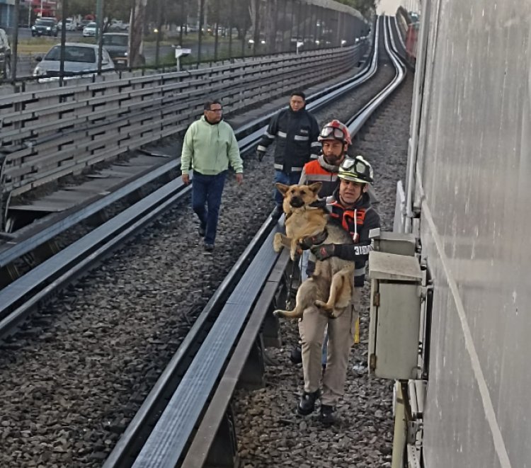 Rescatan a perrito que se encontraba descansando cerca de las vías del Metro de la Línea B