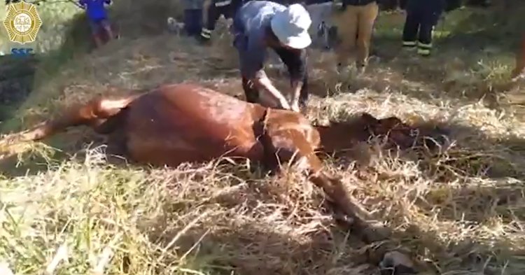 Autoridades rescataron a un caballo que cayó al canal de Xochimilco en la CDMX