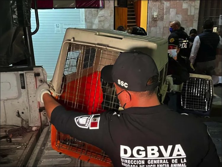 Perritos son rescatados de estética donde fueron abandonados en la CDMX