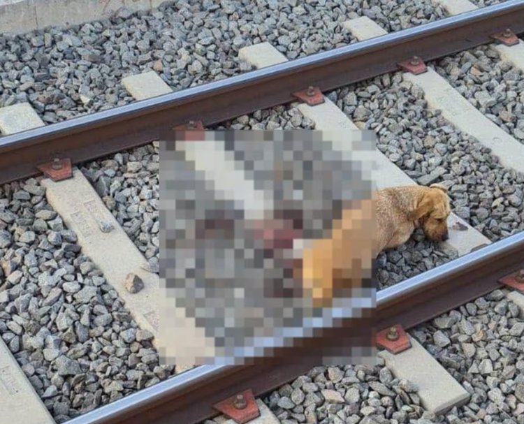 Perrito fue arrollado por tren de la L12 del Metro