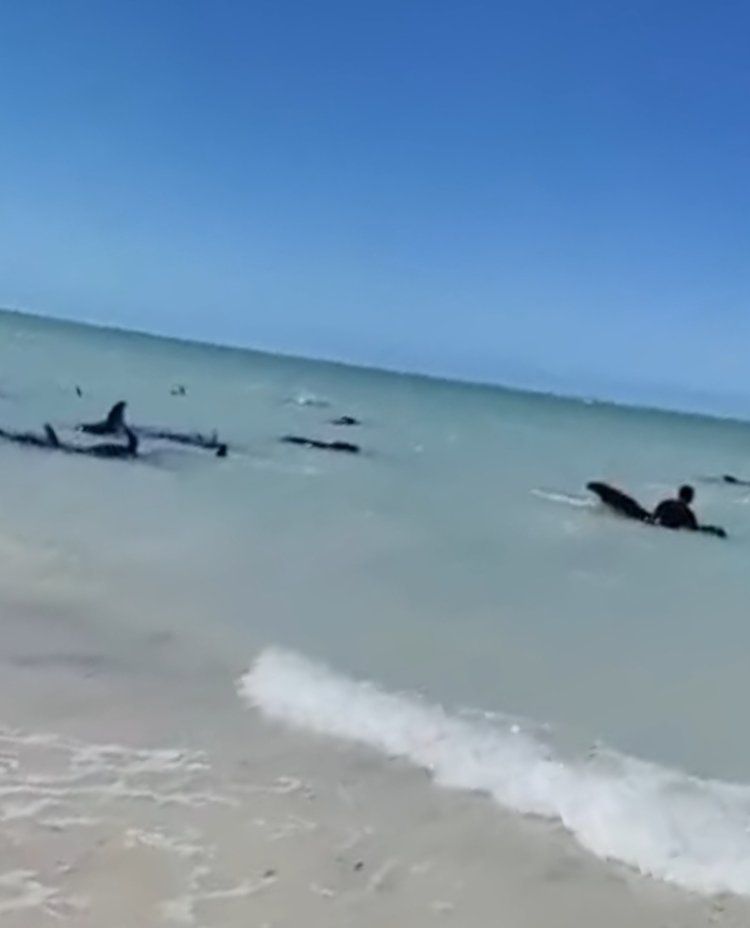 Aparcan ballenas “piloto” en la orilla de la playa en el puerto de Celestún, Yucatán