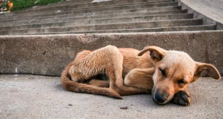 Se llevará a cabo marcha por la defensa de los animales en Nezahualcóyotl