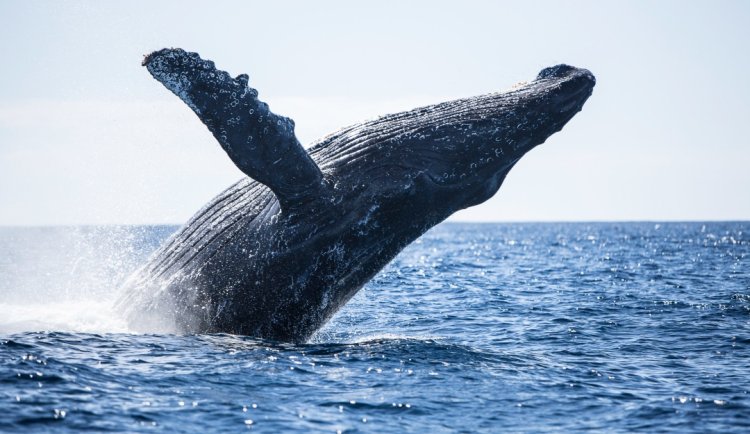 Ballena gris llega a Baja California Sur debido al cambio climático