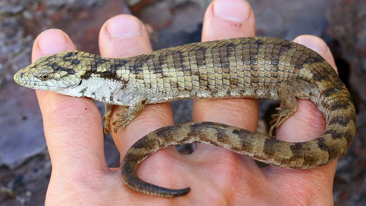 UNAM descubre lagartija en peligro de extinción en Chiapas