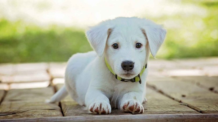 Se dará 36 horas de arresto a maltratadores de animales en Tabasco