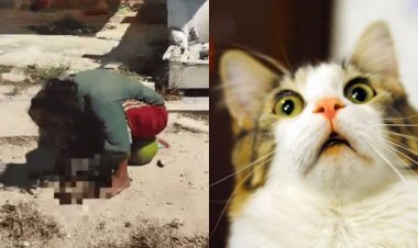 Mujer es detenida por comerse a un gato en las calles de Yucatán