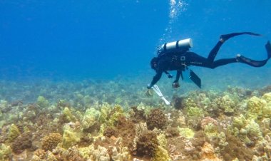 Perdida de amplias zonas de arrecifes por blanqueamiento de corales