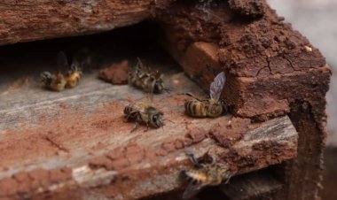 Vuelve la mortandad masiva de abejas en zona Maya de Campeche