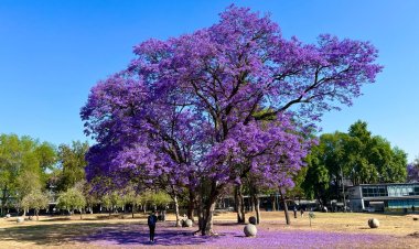 Fotogalería: La primavera y las Jacarandas llegaron a la CDMX