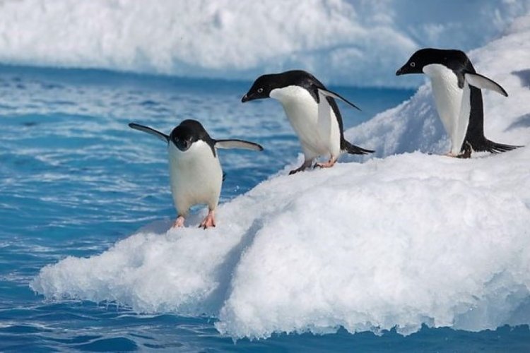Científicos argentinos monitorean la vida de pingüinos y otras especies en la Antártida