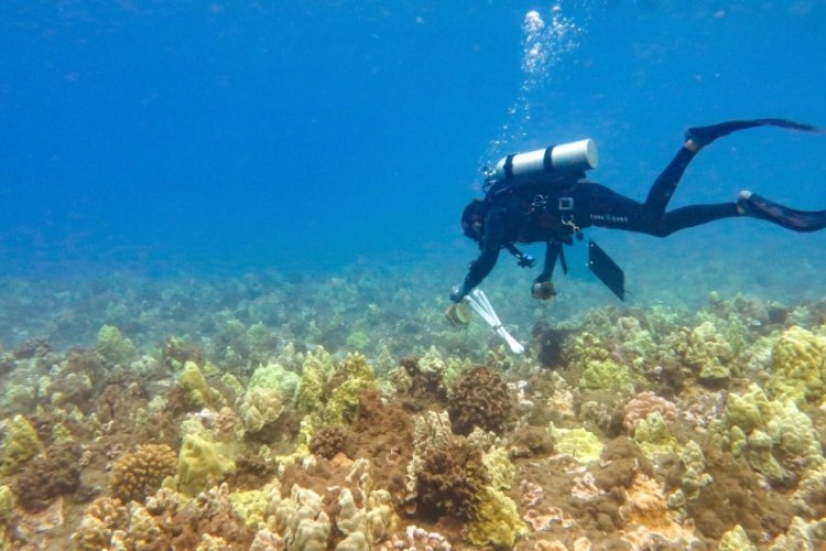 Perdida de amplias zonas de arrecifes por blanqueamiento de corales