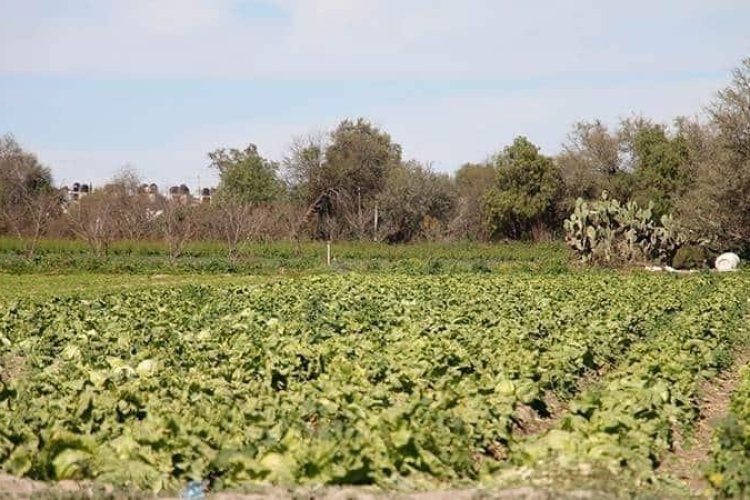 El 84.2 por ciento del campo potosino depende de las lluvias: INEGI