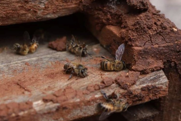 Vuelve la mortandad masiva de abejas en zona Maya de Campeche