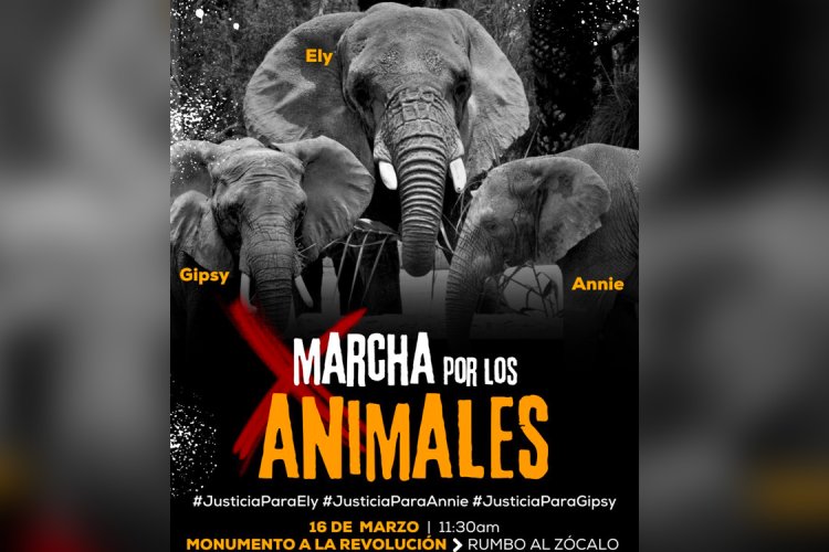 Esta es la ruta de la marcha por los animales en la CDMX