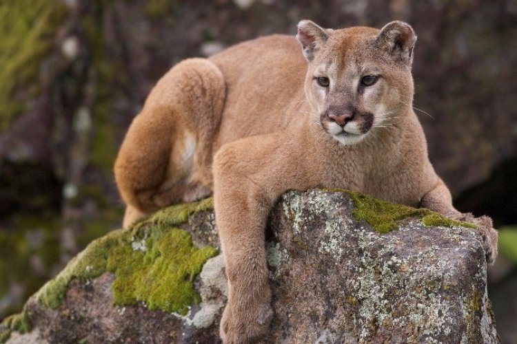 Campesino luchó contra un puma en Tamaulipas y sobrevivió