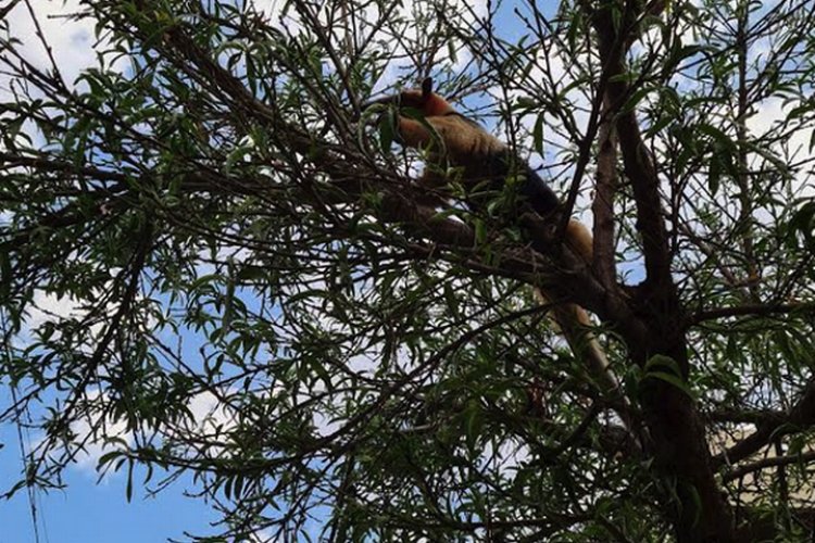 Encuentran oso hormiguero sobre un árbol en Nezahualcóyotl, Edomex