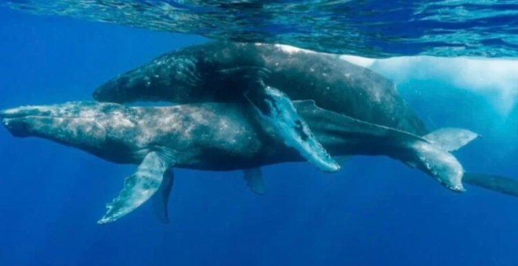 Capturaron por primera vez imágenes de ballenas jorobadas apareándose