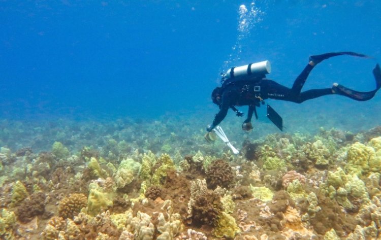 Perdida de amplias zonas de arrecifes por blanqueamiento de corales