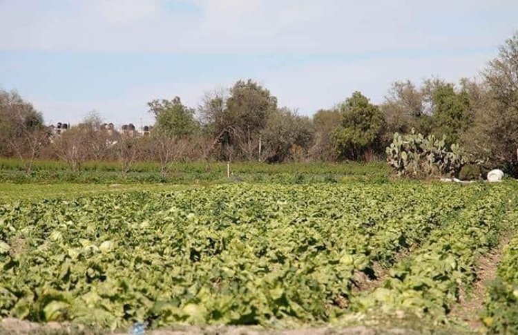 El 84.2 por ciento del campo potosino depende de las lluvias: INEGI