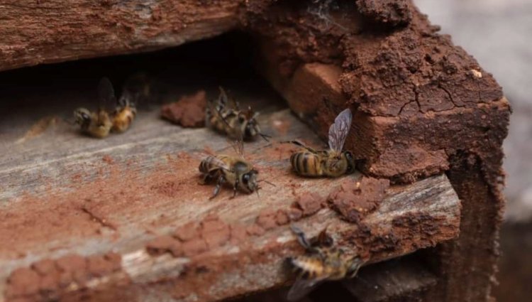 Vuelve la mortandad masiva de abejas en zona Maya de Campeche