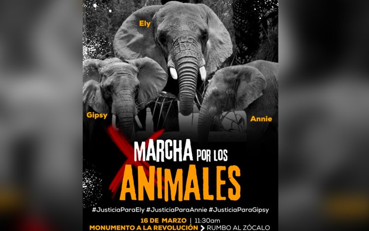 Esta es la ruta de la marcha por los animales en la CDMX