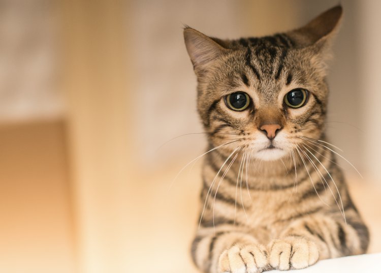 Gato radioactivo provoca alerta sanitaria en Japón